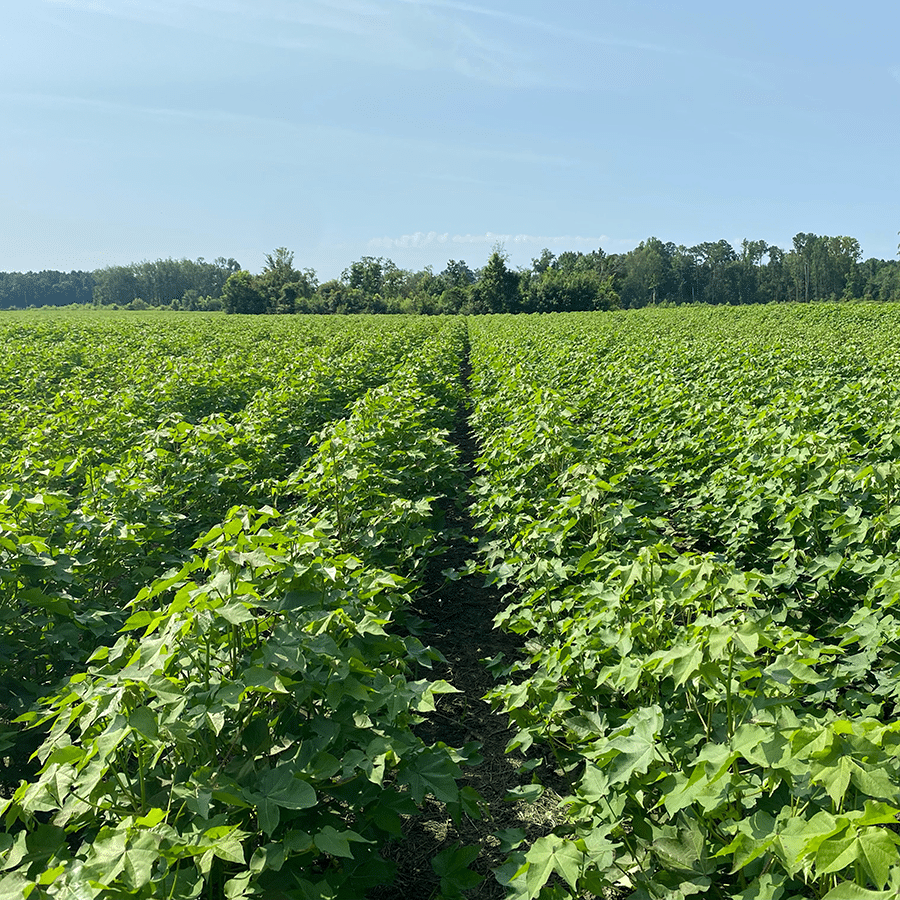 cotton-trial