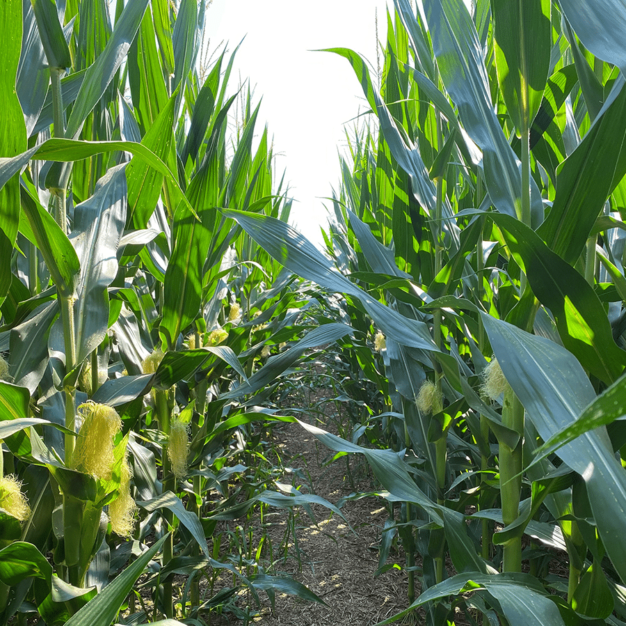 EXCELISMAXX-corn-trial