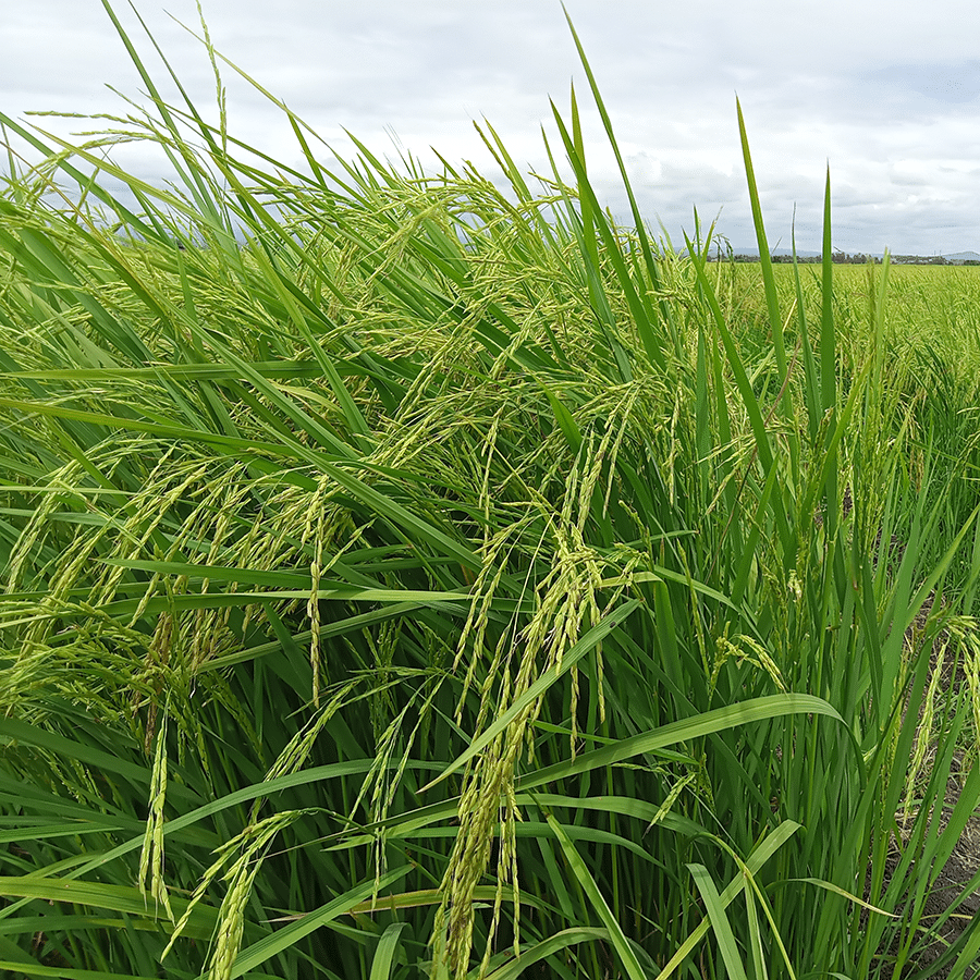 EM-rice-trial