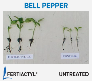 Side-by-side image of transplanted bell pepper plants, showing development advantage of the ones treated with FERTIACTYL, on the left.