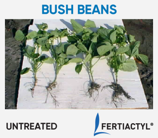 Side-by-side image of transplanted bush beans, showing development advantage of the ones treated with FERTIACTYL, on the right.