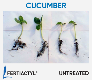 Side-by-side image of transplanted cucumber plants, showing development advantage of the ones treated with FERTIACTYL, on the left.