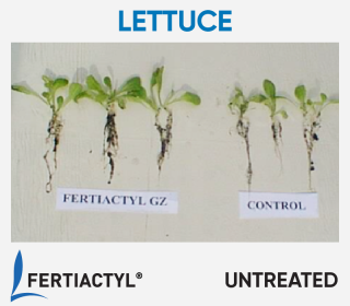 Side-by-side image of lettuce, showing development advantage of the ones treated with FERTIACTYL, on the left.