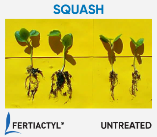 Side-by-side image of transplanted squash plants, showing development advantage of the ones treated with FERTIACTYL, on the left.