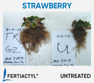 Side-by-side image of strawberry plants, showing development advantage of the ones treated with FERTIACTYL, on the left.