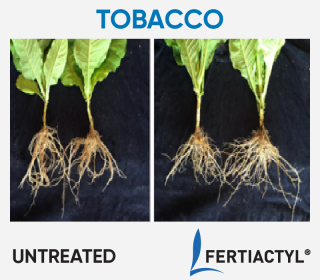 Side-by-side image of transplanted tobacco, showing development advantage of the ones treated with FERTIACTYL, on the right.