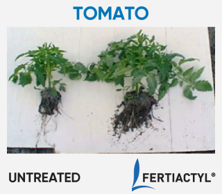 Side-by-side image of transplanted tomato plants, showing development advantage of the ones treated with FERTIACTYL, on the right.
