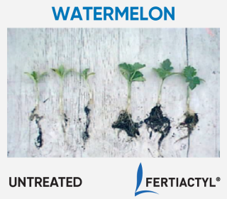 Side-by-side image of watermelon plants, showing development advantage of the ones treated with FERTIACTYL, on the right.