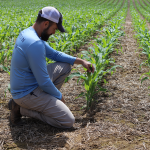 TIMAC AGRO Field Rep evaluating corn stalks.
