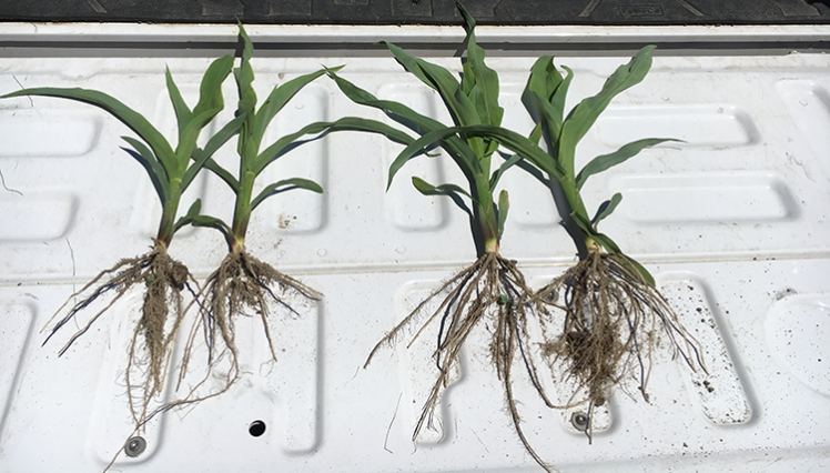 Side-by-side image of corn stalks, showing development advantage of the ones treated with FERTIACTYL, on the right.
