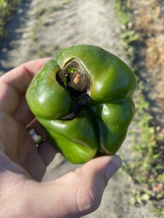 Bell pepper with sign of calcium deficiency known as blossom end rot.
