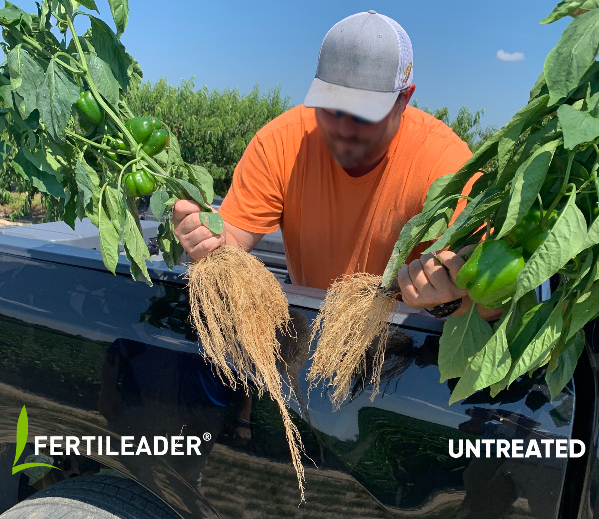 Grower holding two bell pepper plants side-by-side. FERTILEADER treated one, on the left, showed more root mass.