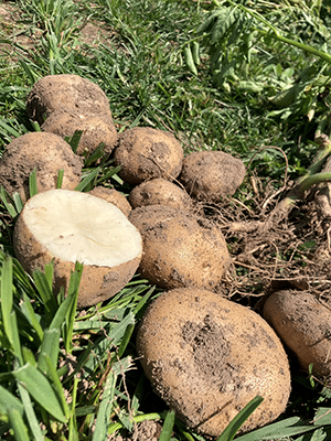 potato-michigan