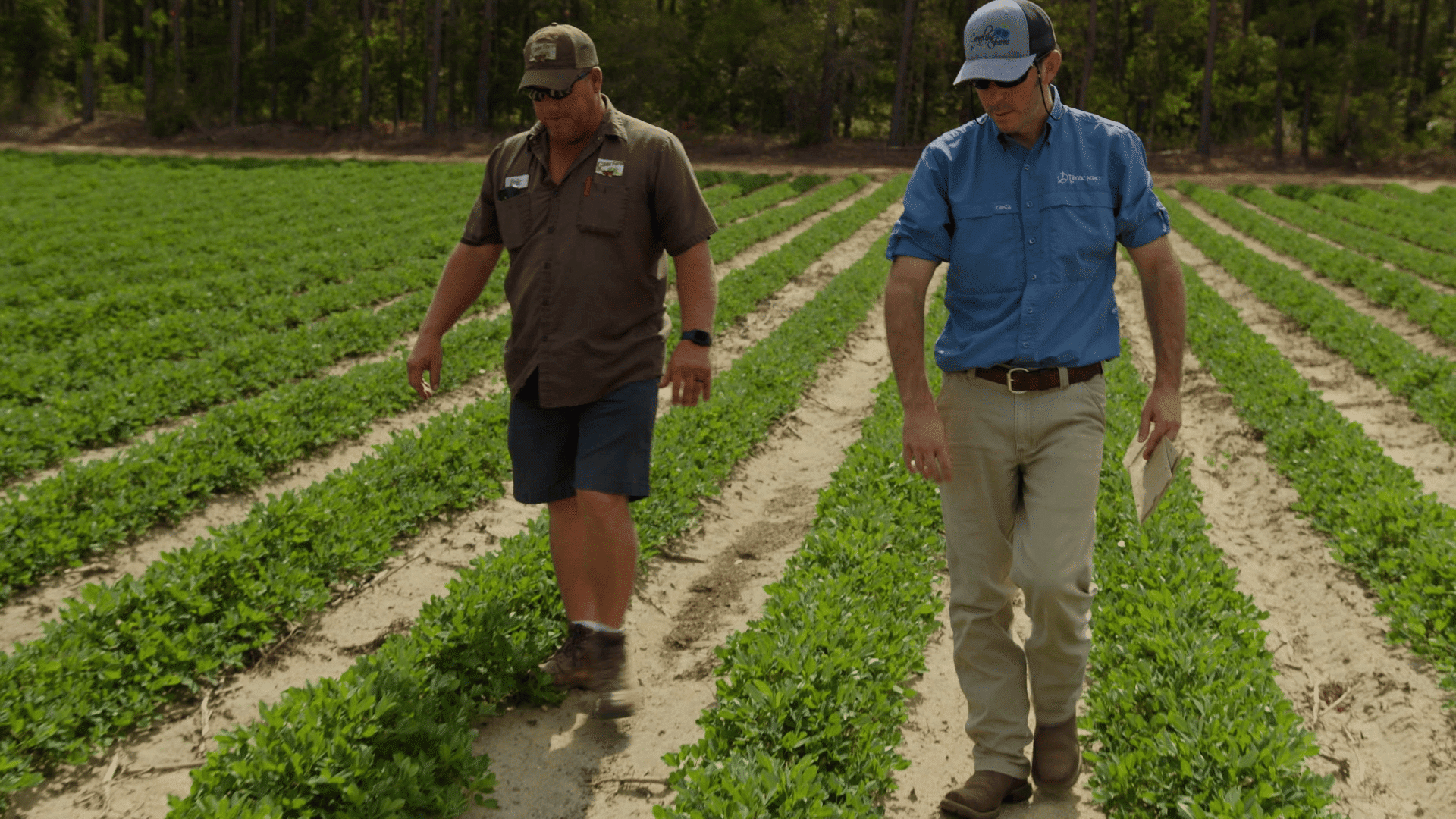 TIMAC AGRO Field Rep walking peanut rows with grower showing the proximity with customers.