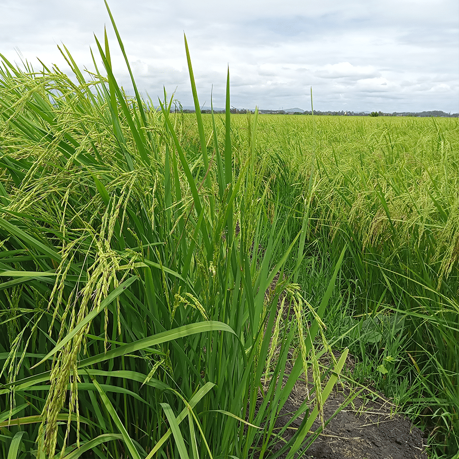 rice-trial
