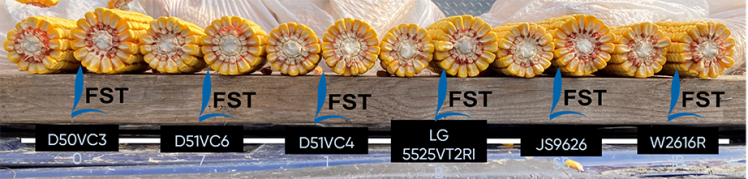 Image of several corn ears side-by-side, showing untreated next to FERTIACTYL ST treated in different seed varieties. FERTIACTYL ST treated ones consistently show improved development.