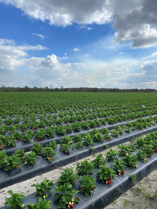 Strawberry plastic beds with fertigation system.