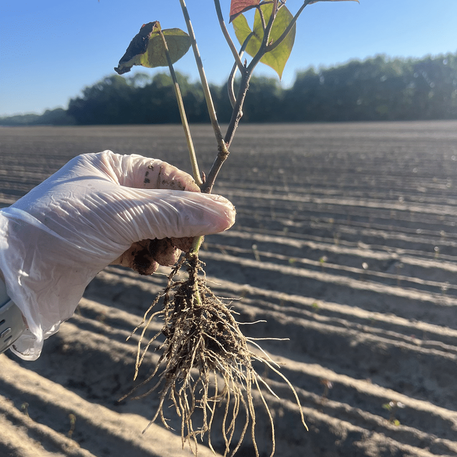 sweetpotato-trial