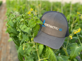 FERTIACTYL GZ hat placed over tomato plant.