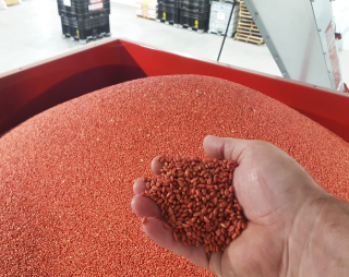 Wheat seeds treated with FERTIACTYL ST.