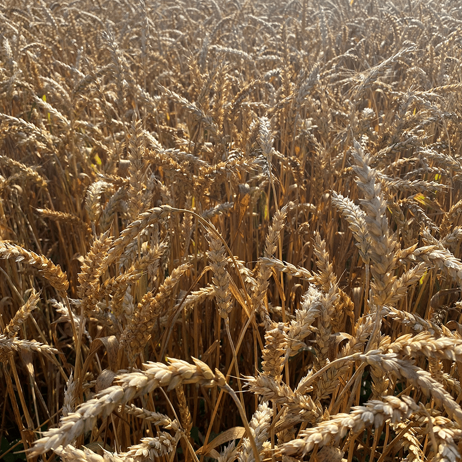 DUOMAXX-wheat-trial