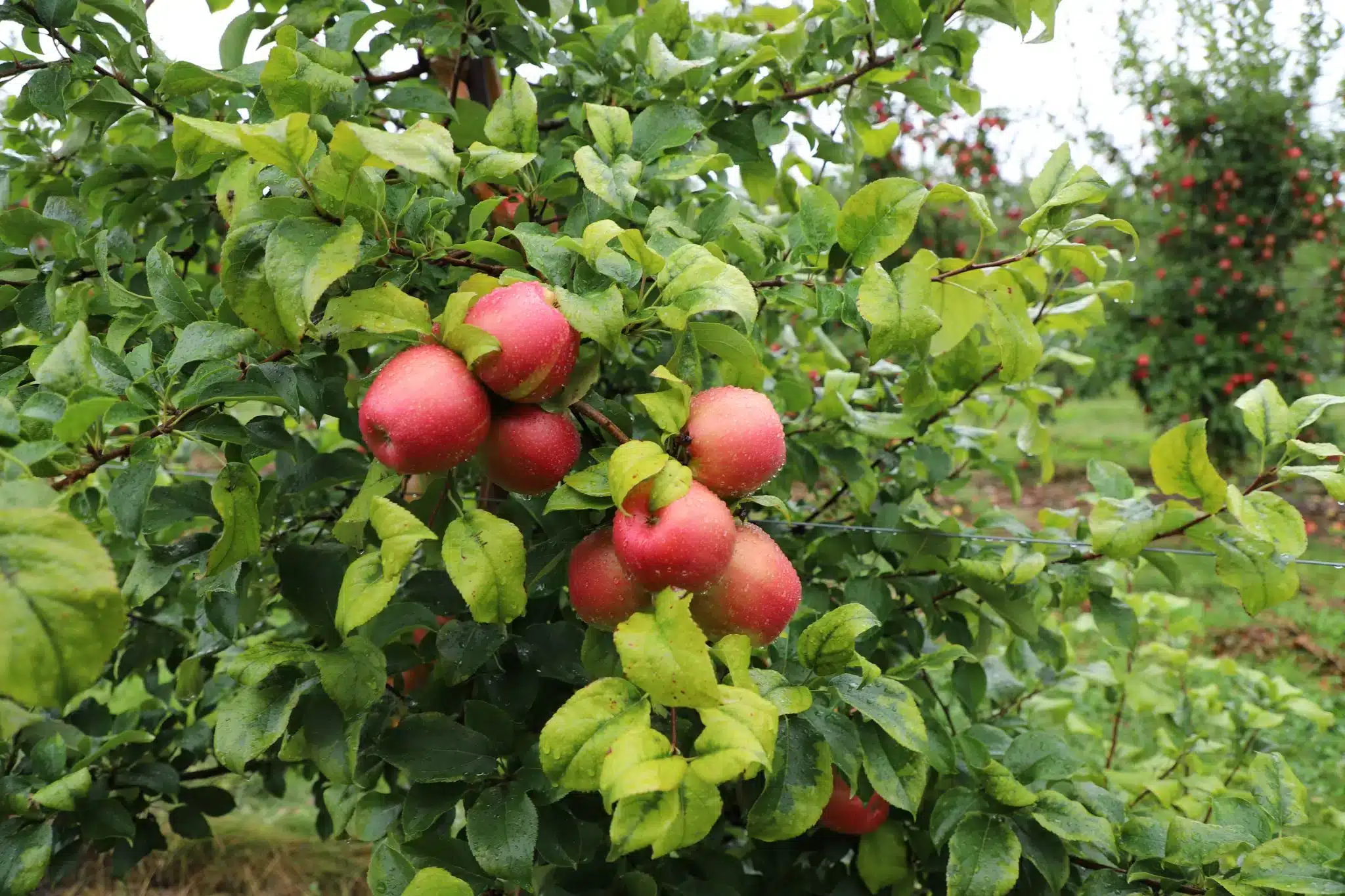 Apples showing calcium deficiency signs