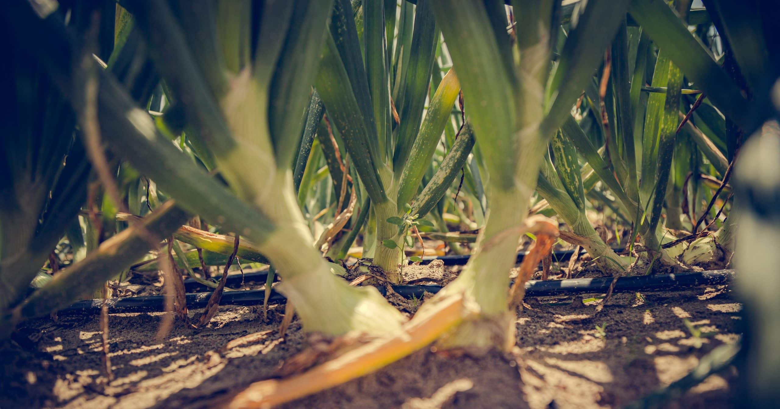 onion poland skierniewice©grzegorzbusko