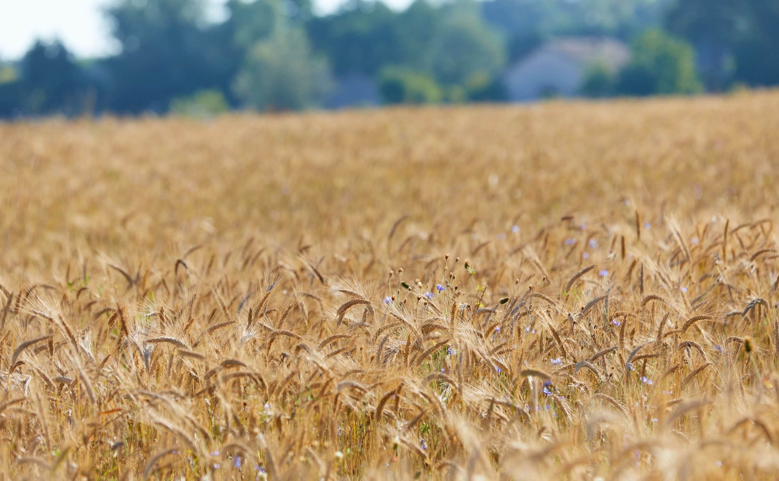 barley france bourgogne7@e pain