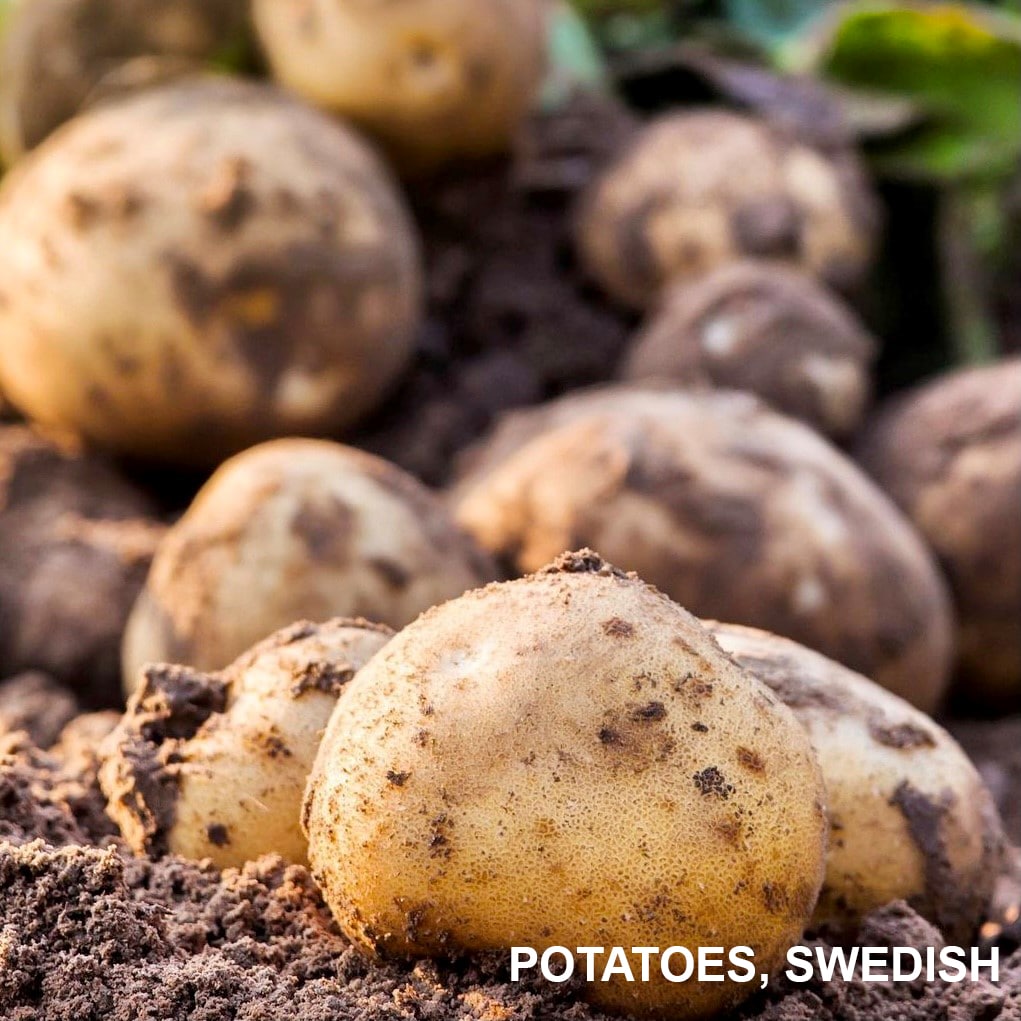 potato closeup sweden (1)