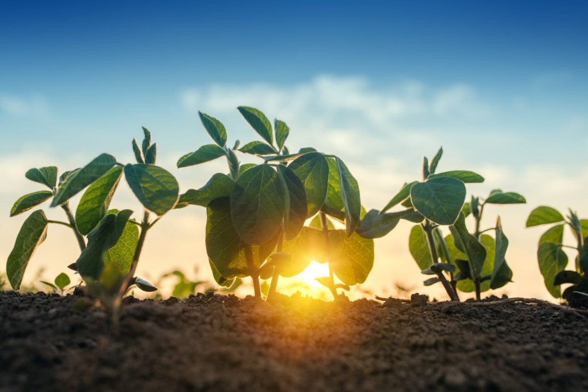 Plant nutritionstreamer image