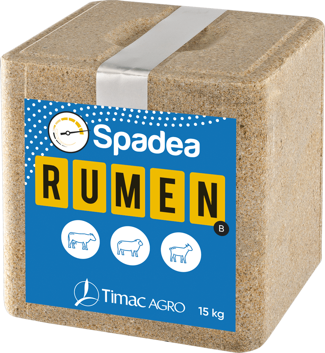 SPADEA RUMEN