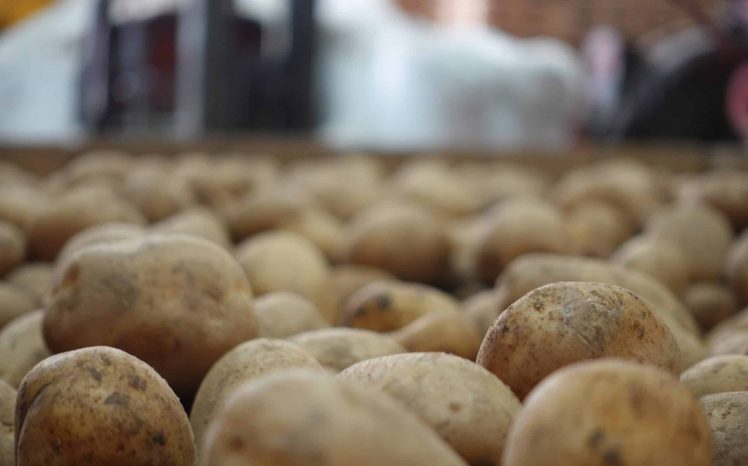 potato closeup france