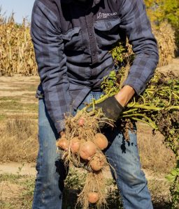 potatoes canada7
