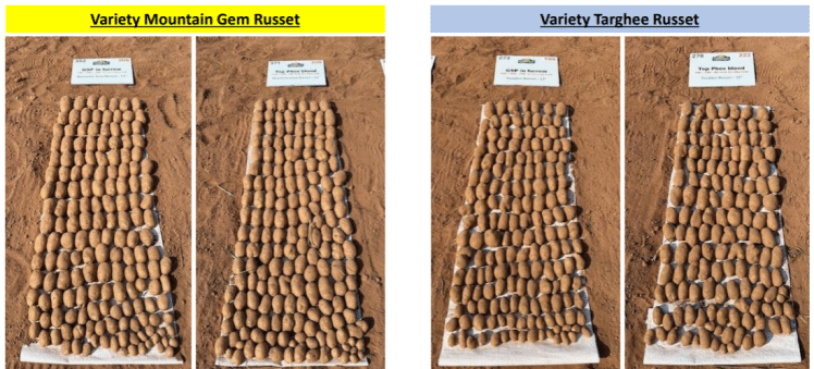 potato variety cavendish blog