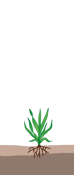 crop step 1