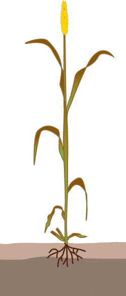 crop step 4
