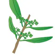 crop step 2