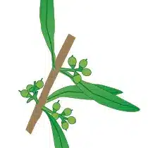 crop step 4