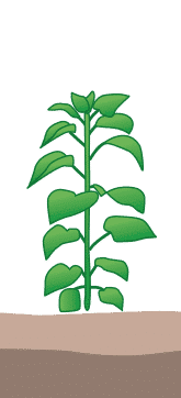 crop step 2