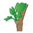 crop step 2