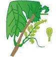 crop step 4