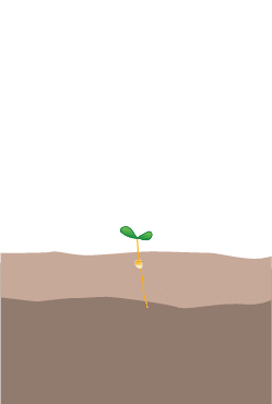 crop step 1