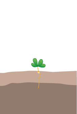 crop step 2