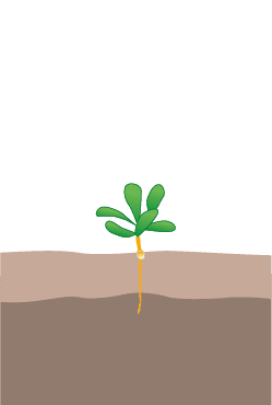 crop step 3