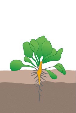 crop step 4