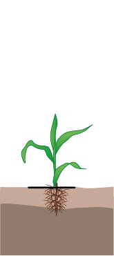 crop step 1