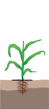 crop step 2