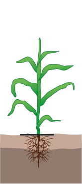crop step 3
