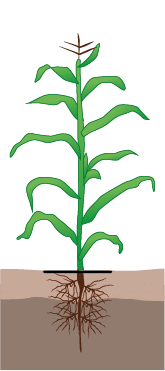crop step 5