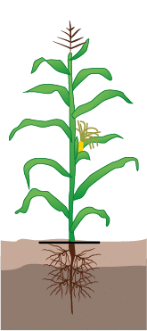 crop step 6